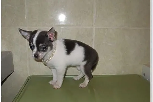 Chihuahua krótkowłosa suczka biało-błekitna
