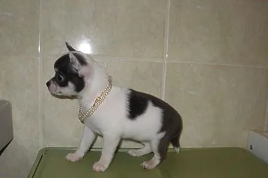 Chihuahua krótkowłosa suczka biało-błekitna
