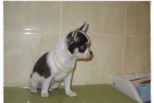 Chihuahua krótkowłosa suczka biało-błekitna