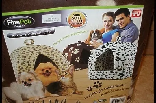 Chihuahua krótkowłosa suczka biało-błekitna