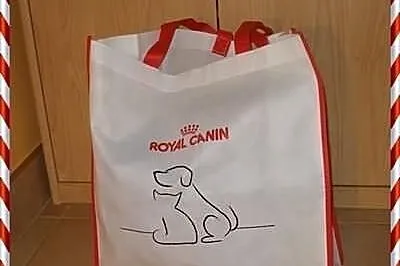 Chihuahua krótkowłosa suczka biało-błekitna