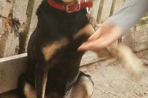 Baster pogodny psiak czekający na kochającą rodzin