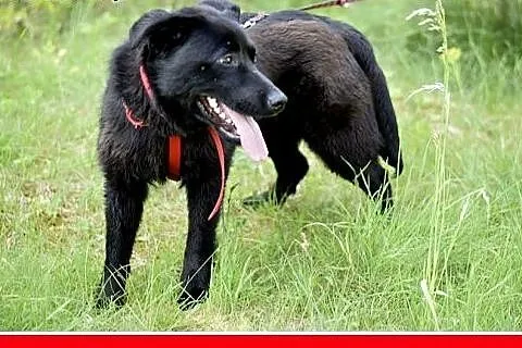 BALU,średni,młody,łagodny,wesoły,rodzinny piesek.A