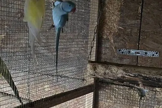Likwidacja różne gatunki tanio, Dolnośląskie, Strzelin
