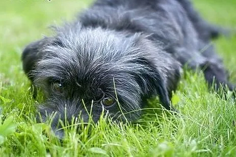 Śliczny piesek Elmo szuka domu,  dolnośląskie Wroc
