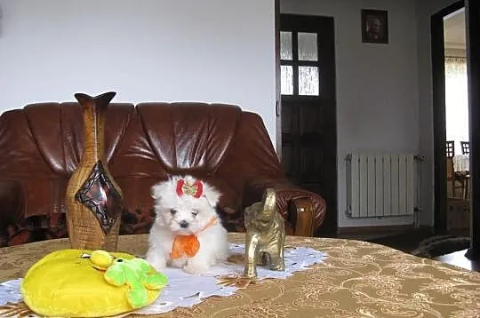 Maltańczyk maltańczyki cudowna unikatowa mini księ