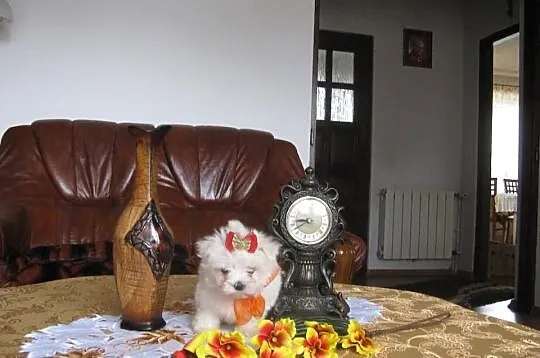 Maltańczyk maltańczyki cudowna unikatowa mini księ
