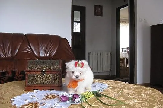 Maltańczyk maltańczyki cudowna unikatowa mini księ