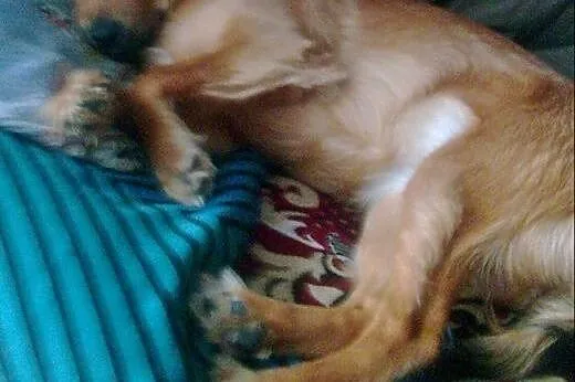 Do adopcji! Młoda, mała przyjacielska sunia!,  śląskie Katowice