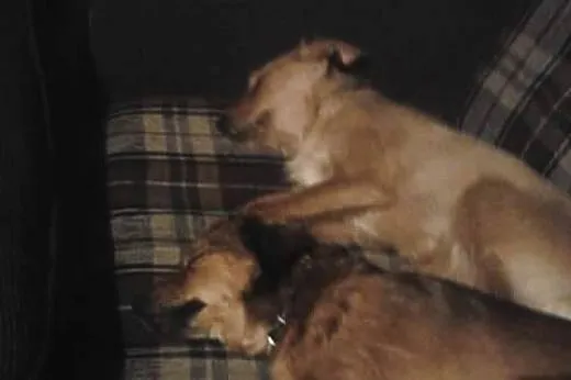 Do adopcji! Młoda, mała przyjacielska sunia!,  ślą