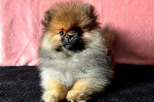 Szpic miniaturowy, Pomeranian - suczka ORANGE SABLE