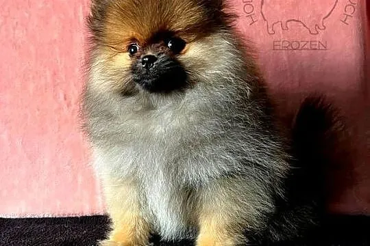 Szpic miniaturowy, Pomeranian - suczka ORANGE SABLE, Łódzkie, Łódź