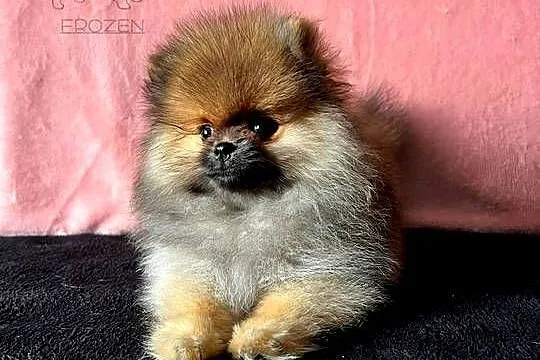 Szpic miniaturowy, Pomeranian - suczka ORANGE SABLE, Łódzkie, Łódź