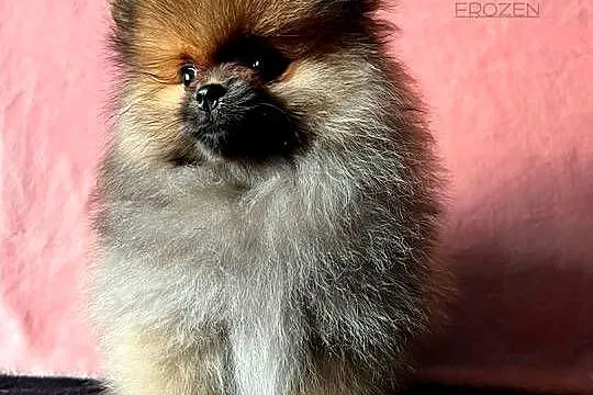 Szpic miniaturowy, Pomeranian - suczka ORANGE SABLE, Łódzkie, Łódź