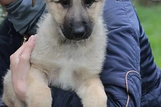 Dwa szczeniaki, suczki, średnie,  mazowieckie Wars