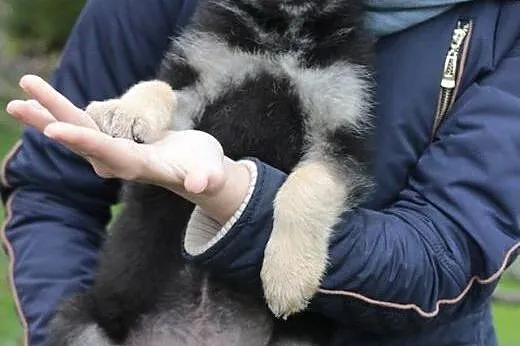 Dwa szczeniaki, suczki, średnie,  mazowieckie Wars