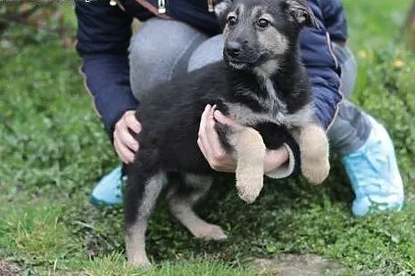 Dwa szczeniaki, suczki, średnie,  mazowieckie Wars