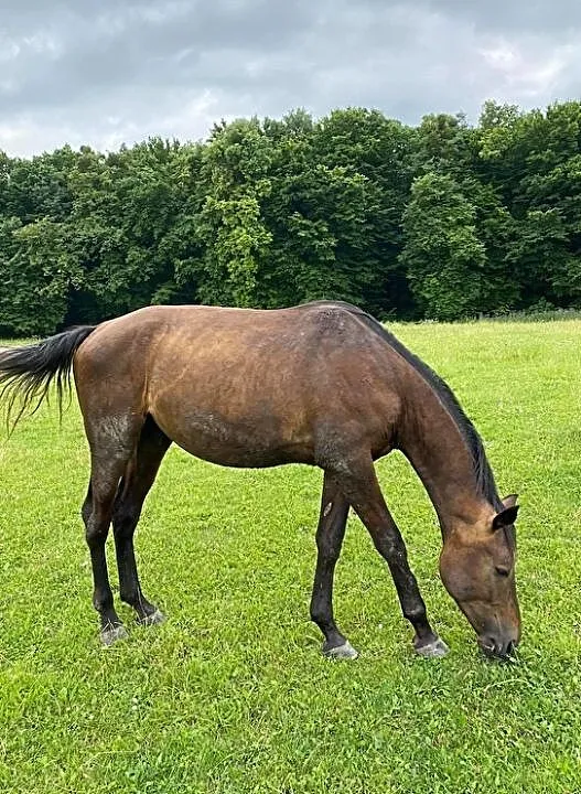 Sprzedam ogiera Egon, , Janów
