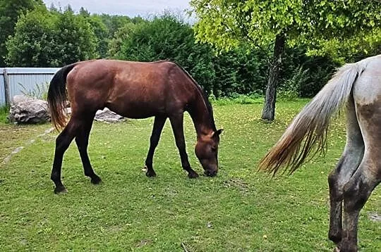 Sprzedam ogiera Egon, , Janów