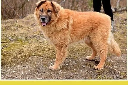 PUCHATEK,duży 40 kg pies stróżujący do domu z ogro
