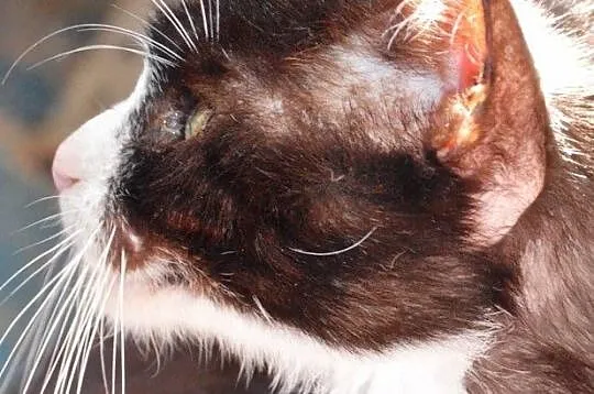 RUMPIŚ-śliczny czarno-biały kotek z długimi wąsami, Kraków