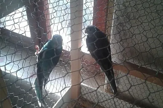 Sprzedam Parkę świergot niebieskich lęgowych