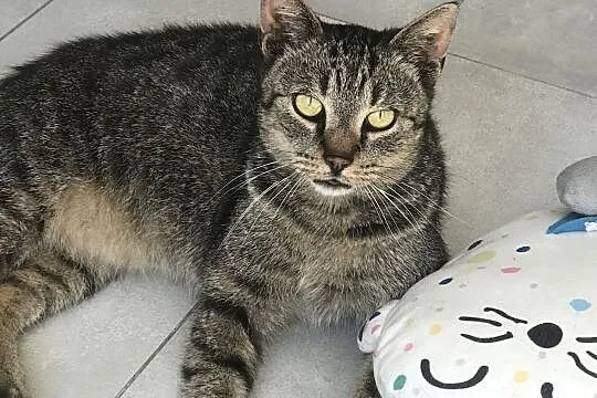 Domu szuka 5 letni kochany kocurek Miron!, Wielkopolskie, Poznań