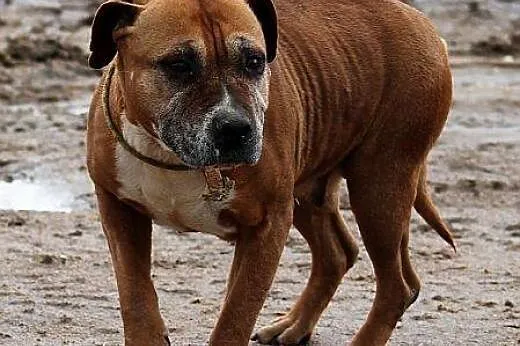BRENDA - co poszło nie tak?...,  mazowieckie Warsz