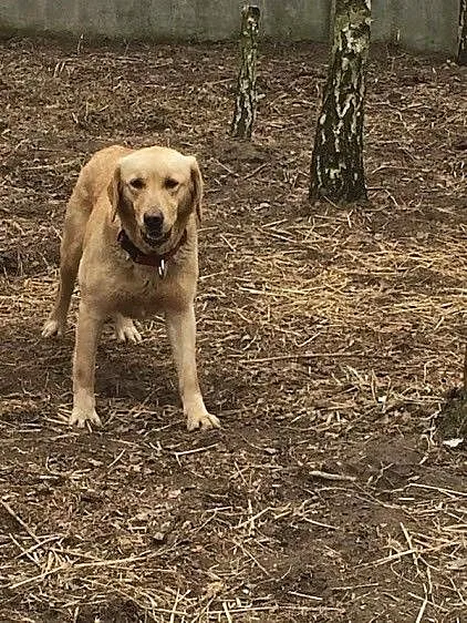 Lusia młoda labradorka do adopcji