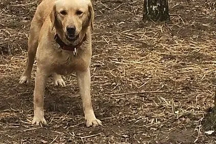Lusia młoda labradorka do adopcji