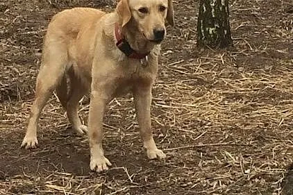 Lusia młoda labradorka do adopcji