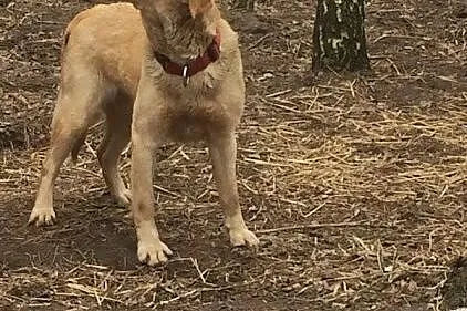 Lusia młoda labradorka do adopcji