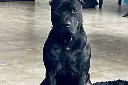 Pitbull piękny pies reproduktor, Mazowieckie, Warszawa