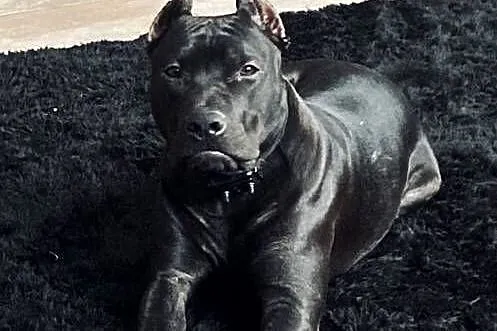Pitbull piękny pies reproduktor, Mazowieckie, Warszawa
