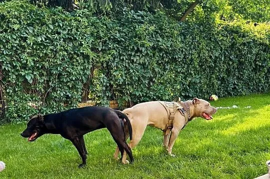 Pitbull piękny pies reproduktor, Mazowieckie, Warszawa