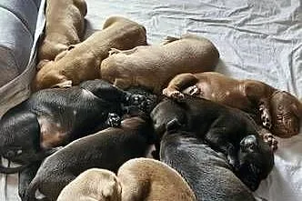 Pitbull piękny pies reproduktor, Mazowieckie, Warszawa