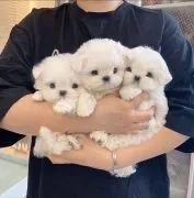 ???? Urocze szczenięta rasy Toy Maltipoo dostępne na sprzedaż????