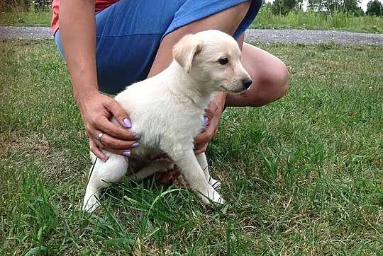 Dwa SZCZENIAKI, 3 miesięczni chłopcy szukają domów