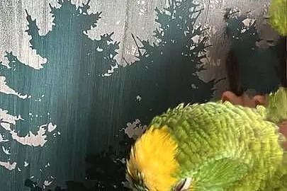 Amazonka niebieskoczelna ręcznie karmiona, Łódzkie, Pabianice