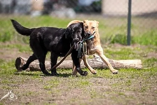 Towarzyska LORI poleca się do adopcji!,  śląskie G