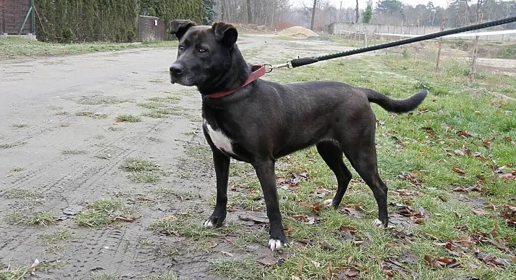 Moli, cudna sunia w typie LABKA szuka domu, Mazowieckie, Warszawa