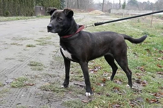 Moli, cudna sunia w typie LABKA szuka domu