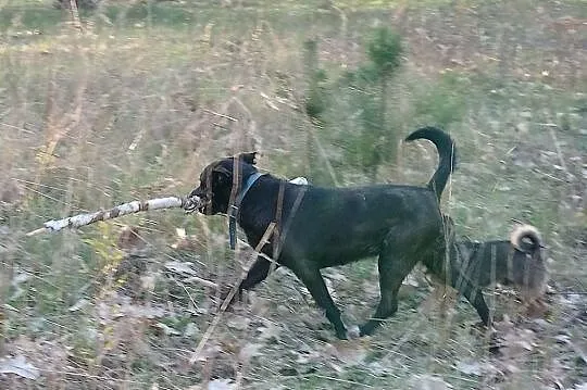 Moli, cudna sunia w typie LABKA szuka domu, Mazowieckie, Warszawa