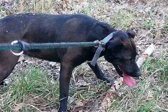 Moli, cudna sunia w typie LABKA szuka domu, Mazowieckie, Warszawa