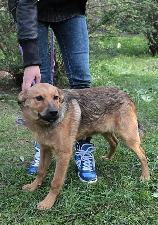 Żagiel, szczeniak, 5-miesięczny, pilna adopcja, m