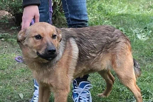 Żagiel, szczeniak, 5-miesięczny, pilna adopcja,  m