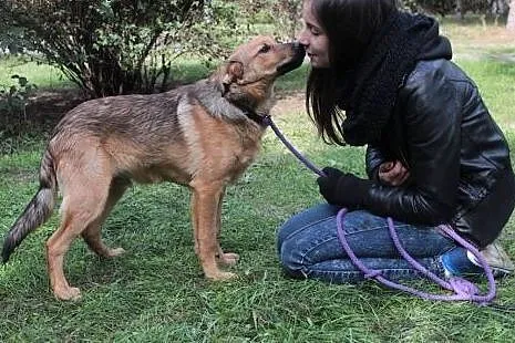 Żagiel, szczeniak, 5-miesięczny, pilna adopcja,  m