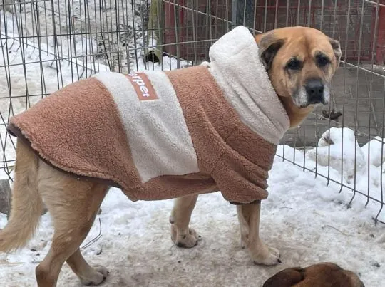 Cudowna Suzi szuka domu!  Gdyby świat mody miał cztery łapy, Suzi już dziś podbijałaby zagraniczne w