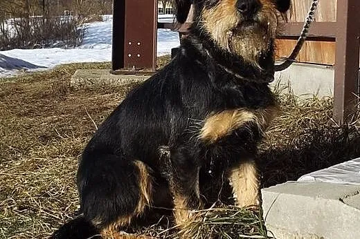 Młoda grzeczna suczka Fiona,  warmińsko-mazurskie 