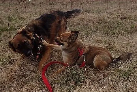 Lunka mała 7 kg sunia szuka domu,  Szpice cała Pol